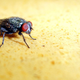 Image for article titled Why Flies May Be the Future of Forensic Science